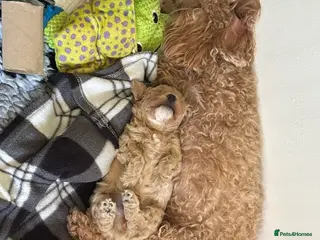 Maltipoo dogs F1 Maltipoo, little superstar 💙 - Advert 1