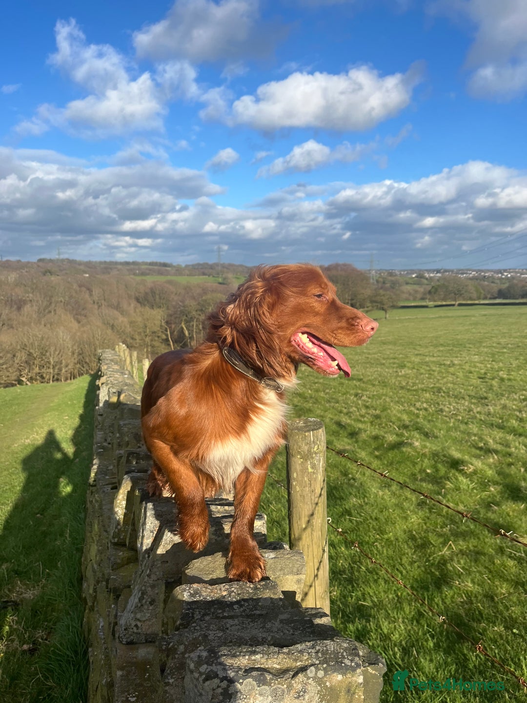 Cocker Spaniel dogs for sale: KC Reg Fox Red Working Cocker Spaniel Male  - Image 4