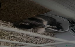 Mini Lop rabbits for sale: Beautiful bunny - Image 2
