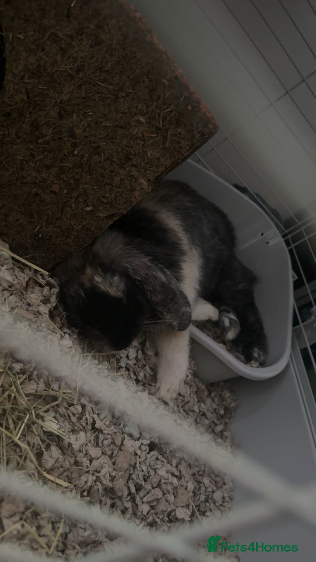 Mini Lop rabbits for sale: Beautiful bunny - Image 2