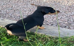 Jack Russell dogs for sale: Short legged smooth coated Jack Russell puppies  - Image 1