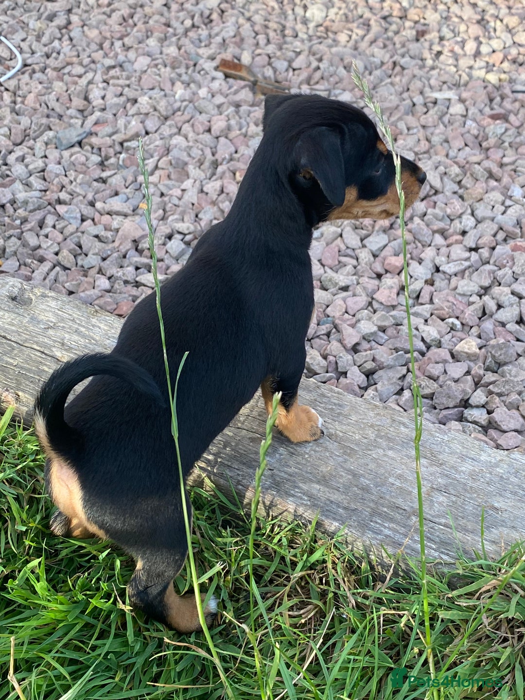 Jack Russell dogs for sale: Short legged smooth coated Jack Russell puppies  - Image 1