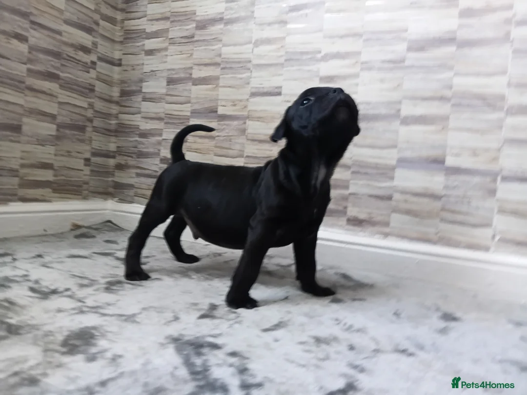 Staffordshire Bull Terrier dogs for sale: STAFFORDSHIRE BULL TERRIER PUPS - Advert 2