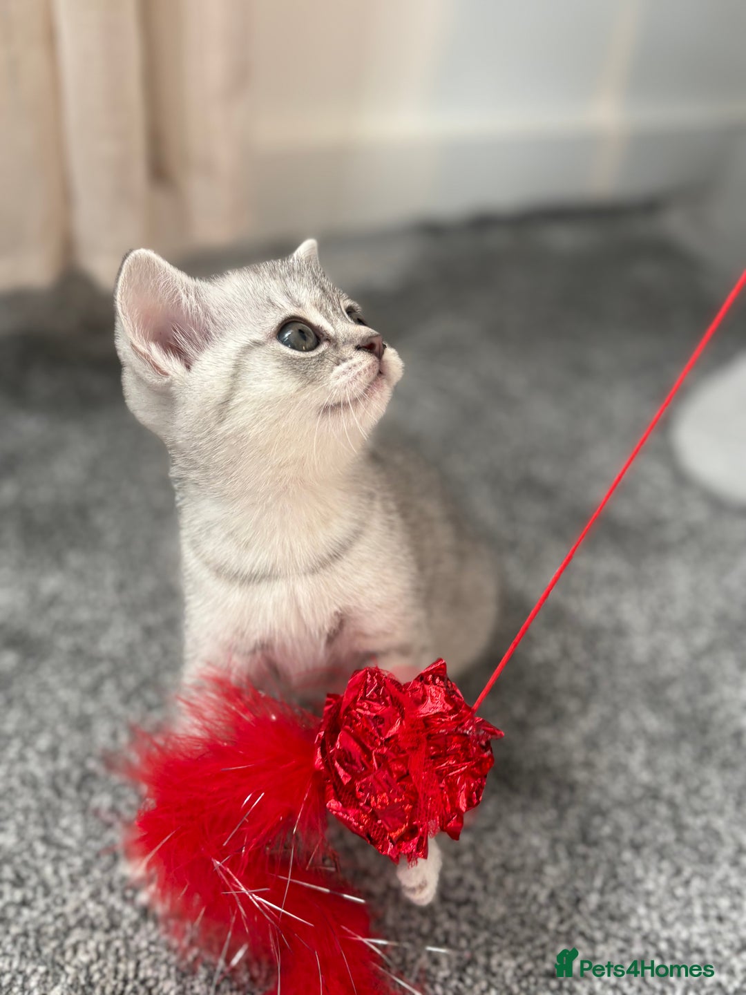 Scottish Fold cats for sale: Scottish fold kittens for sale - Advert 15