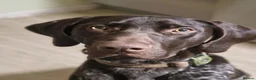 German Shorthaired Pointer dogs for sale: Our German Short Haired Pointer! - Advert 4