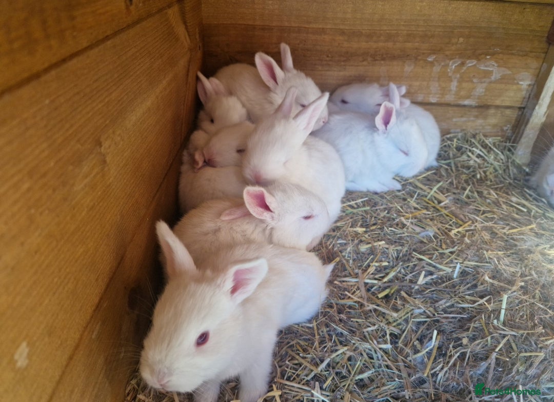 New Zealand rabbits for sale: 11 New zealand rabbits for Sale - Image 2