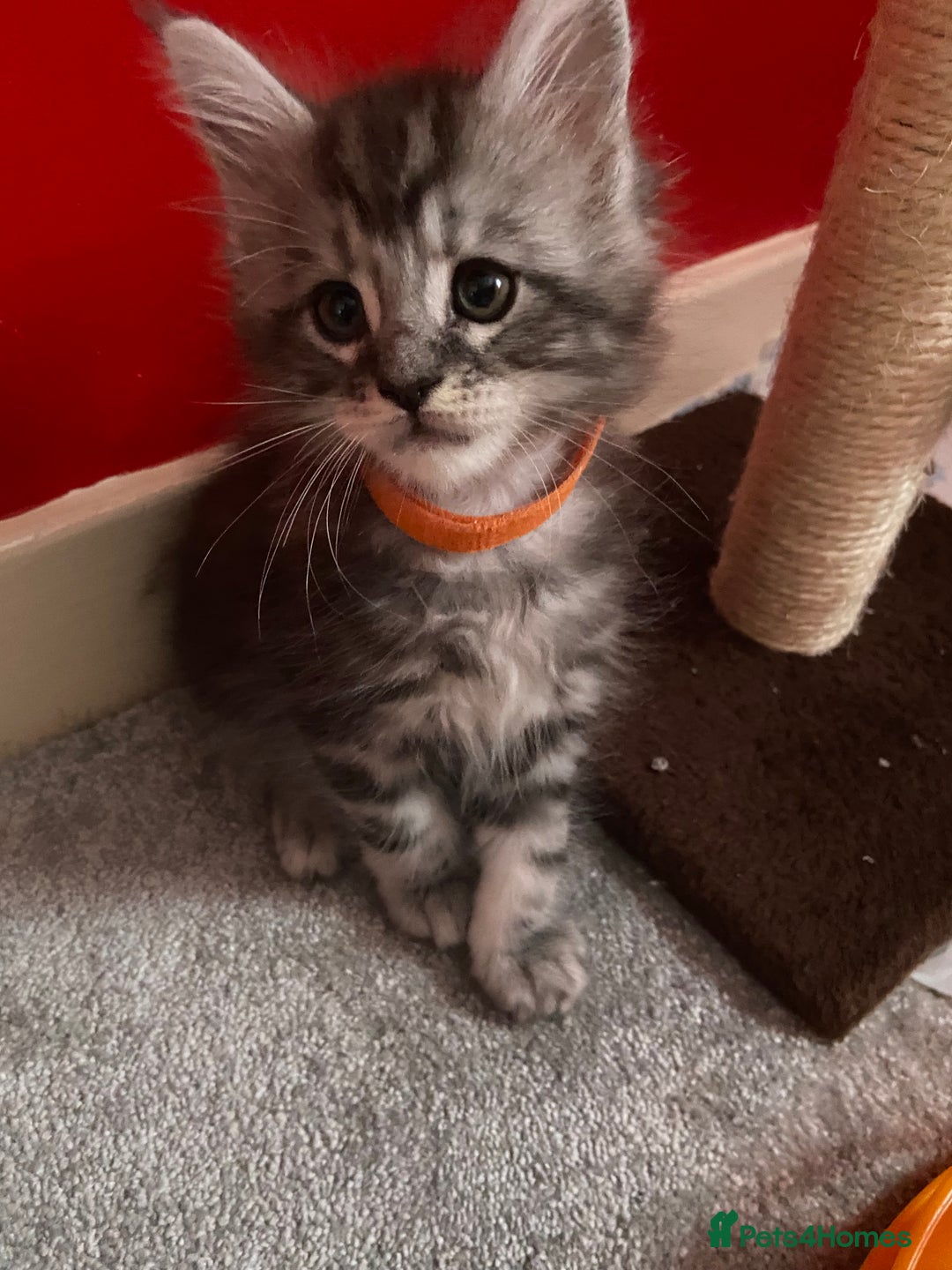 Maine Coon cats for sale: Ready Now Maine Coon kittens - Image 9