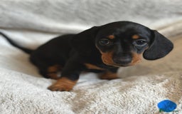 Miniature Dachshund dogs for sale: Adorable Miniature Dachshund Puppies - Image 5