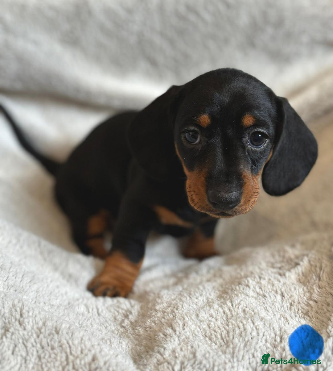 Miniature Dachshund dogs for sale: Adorable Miniature Dachshund Puppies - Image 5