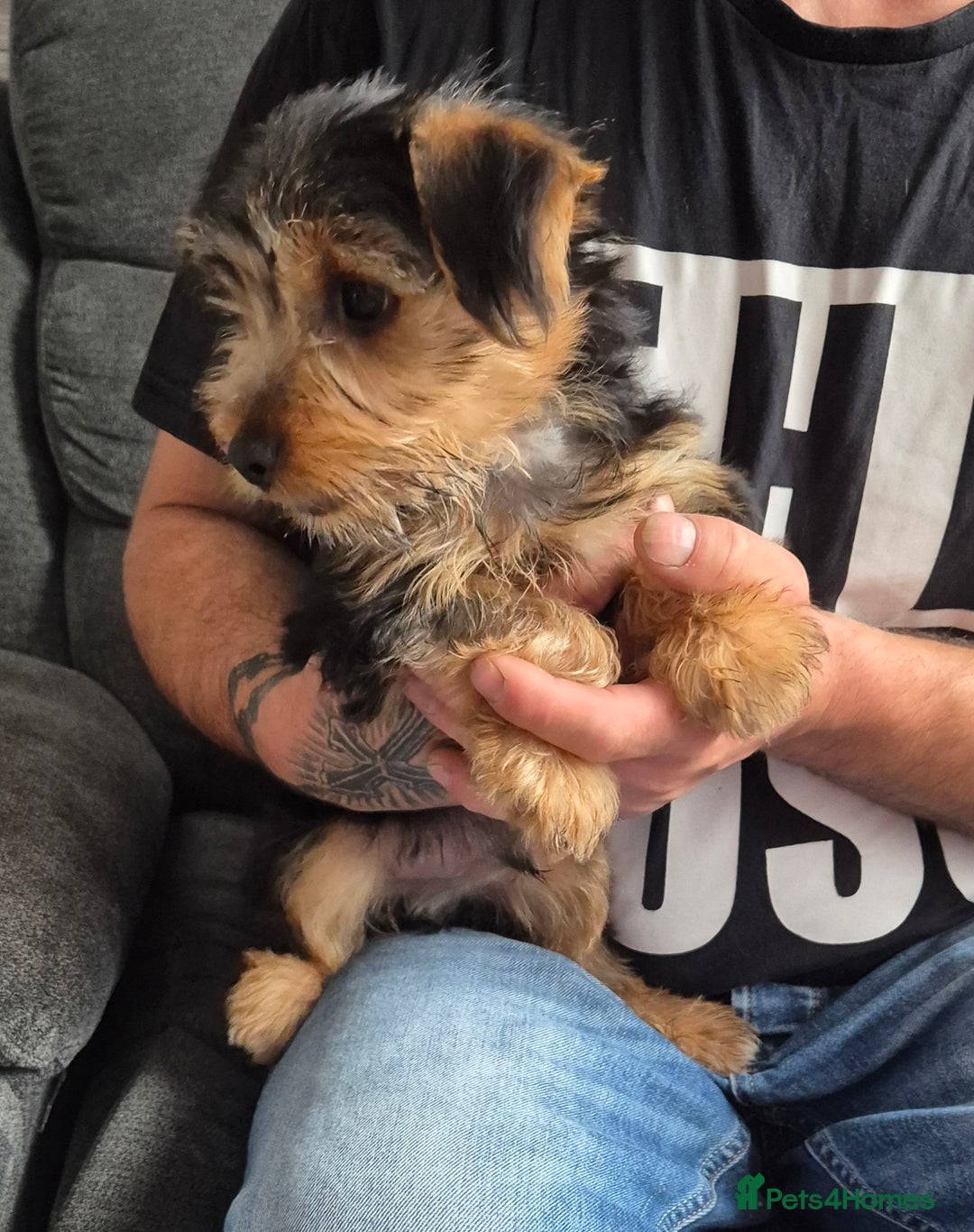 Yorkshire Terrier dogs for sale: ❤️ READY TO NEW HOME❤️Small Yorkshire Terrier Boy - Image 8