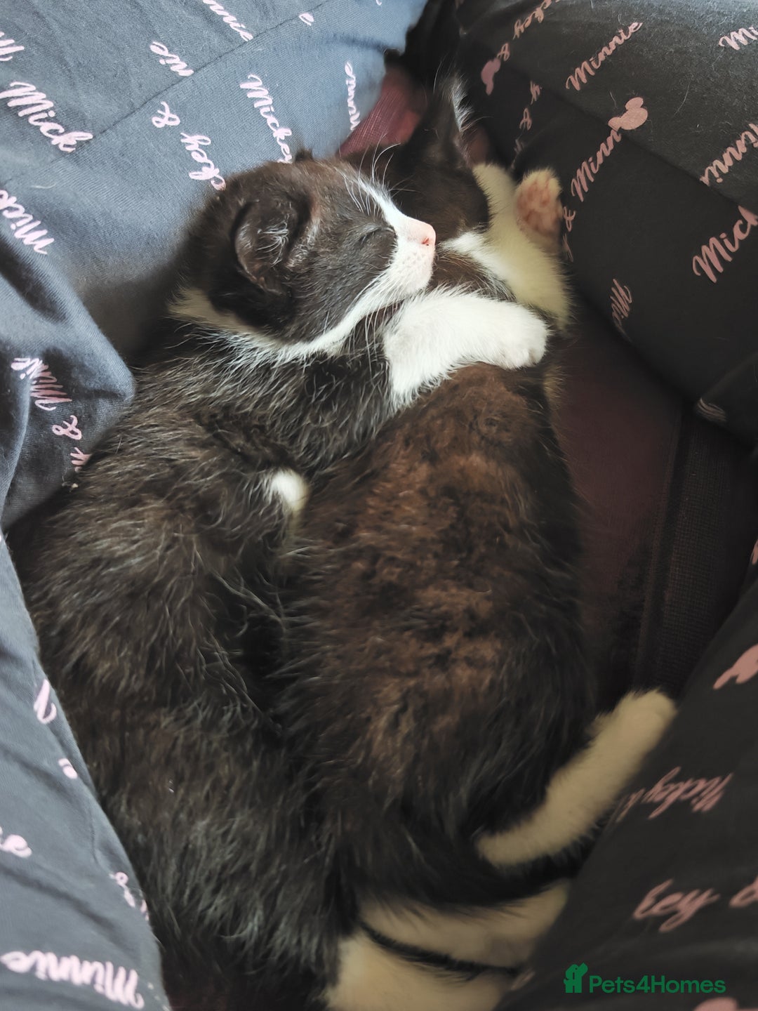 Khao Manee cats for sale: Mixed price Khao Manee kittens  - Image 41