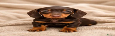 Dachshund 1