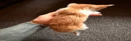 British Shorthair cats for sale: *** Beautiful Kittens *** - Advert 2