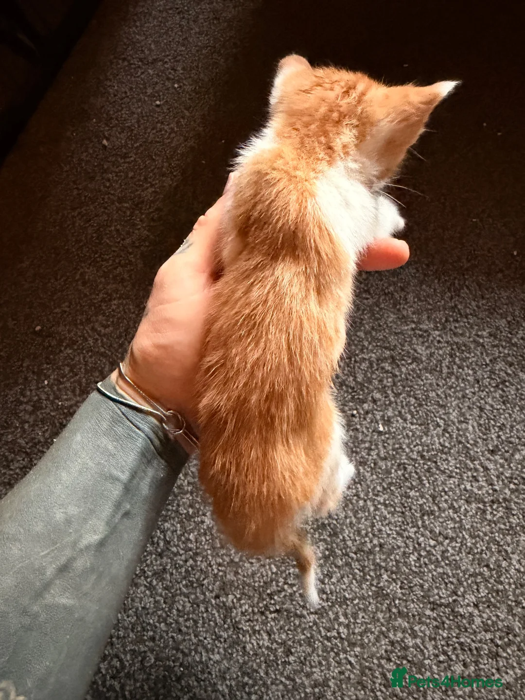 British Shorthair cats for sale: *** Beautiful Kittens *** - Advert 2