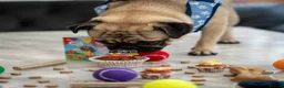 Pug dogs for sale: 🐾 Looking for a Loving Home for Max 🐾 - Advert 3