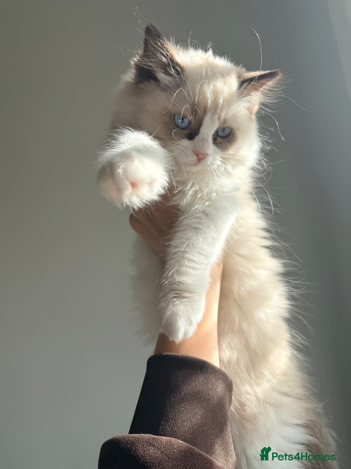 Ragdoll cats ✨️🏆 🧸🤎ReadyNow Eu ChampLine Tica Reg Ragdolls  - Advert 2