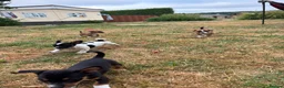 Jack Russell dogs for sale: Jack Russell puppies for sale - Advert 5