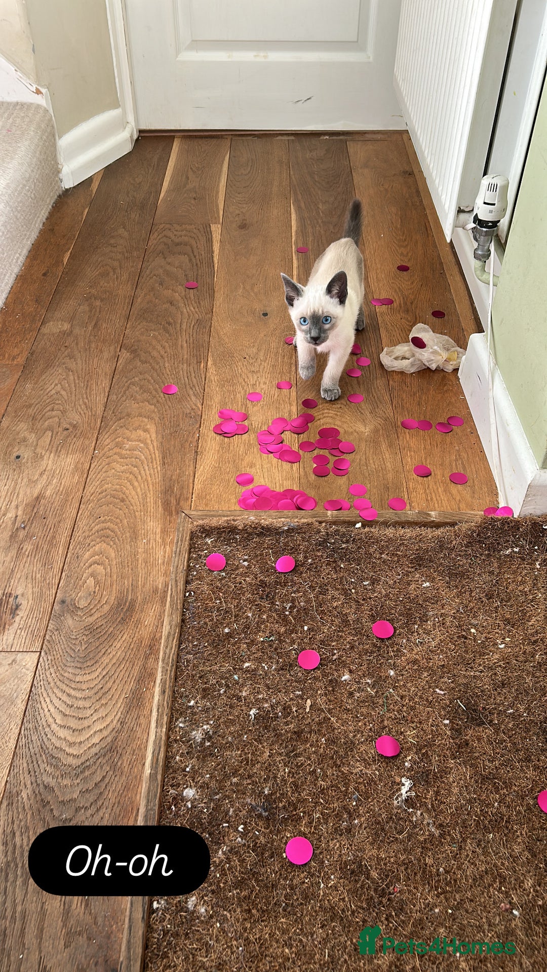 Siamese cats for sale: Orthodox Siamese - Advert 7