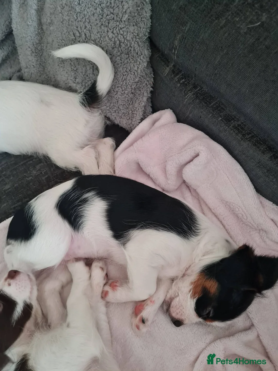 Mixed Breed dogs for sale: Yorkie x shi zu x pomchi puppy's 12 weeks old  - Advert 5