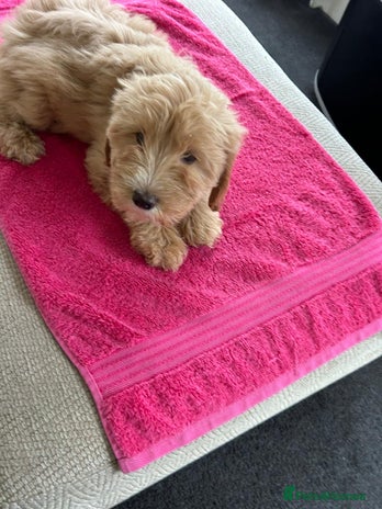 Labradoodle dogs - Advert 1