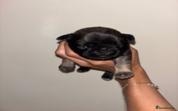 Pug dogs for sale: Beautiful kc registered Pug puppies - Image 7