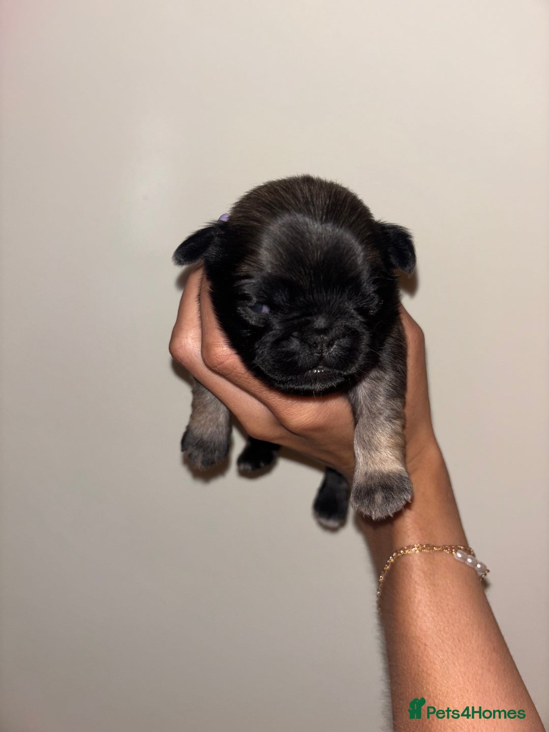 Pug dogs for sale: Beautiful kc registered Pug puppies - Image 7