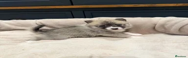 Pomsky 4