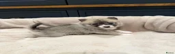 Pomsky dogs for sale: F2 Pomsky puppies in Brampton - Advert 5