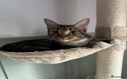 Mixed Breed cats for sale: 4 Female Ghost Tabby’s For Sale - Image 8