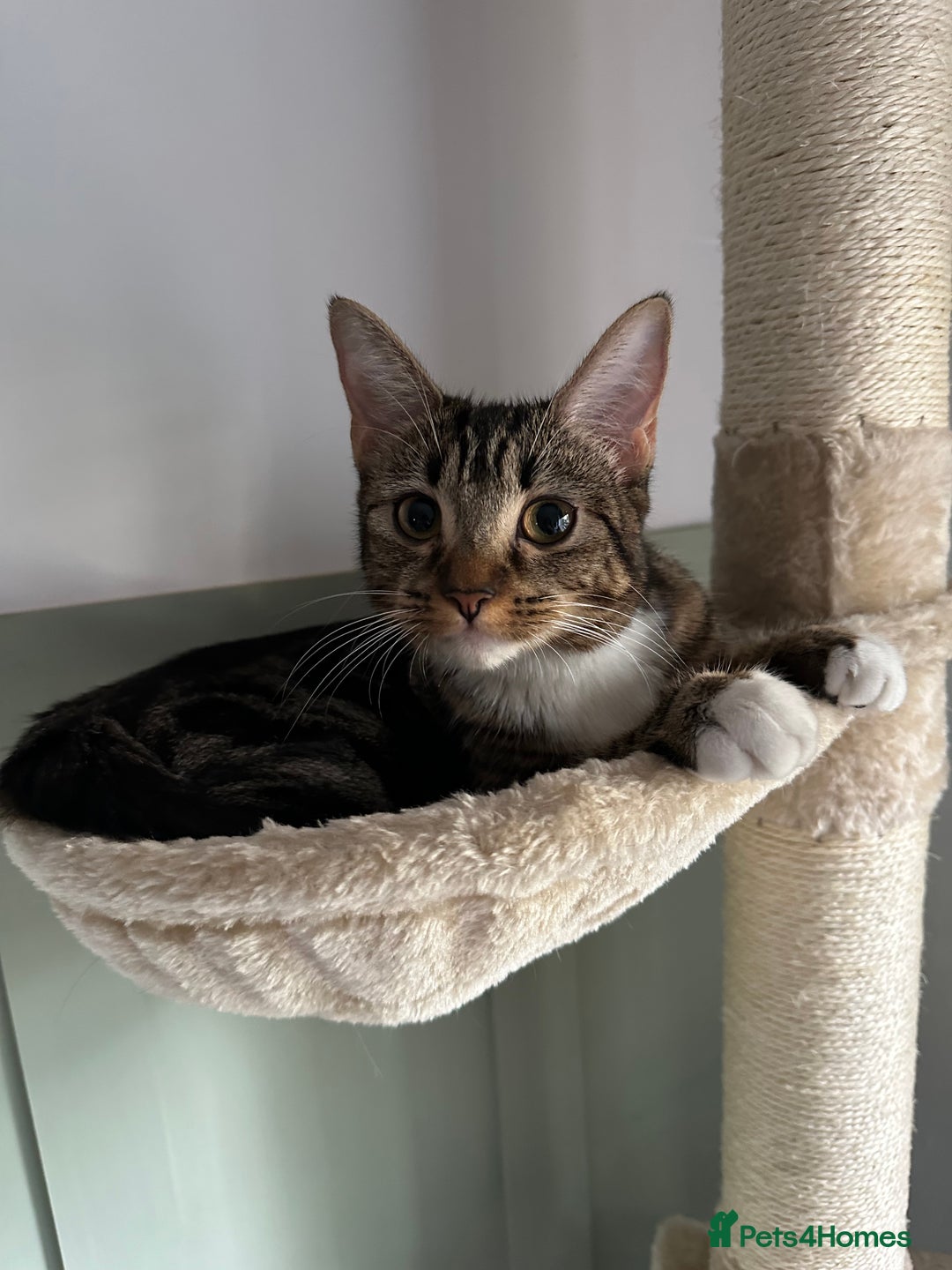 Mixed Breed cats for sale: 4 Female Ghost Tabby’s For Sale - Image 8