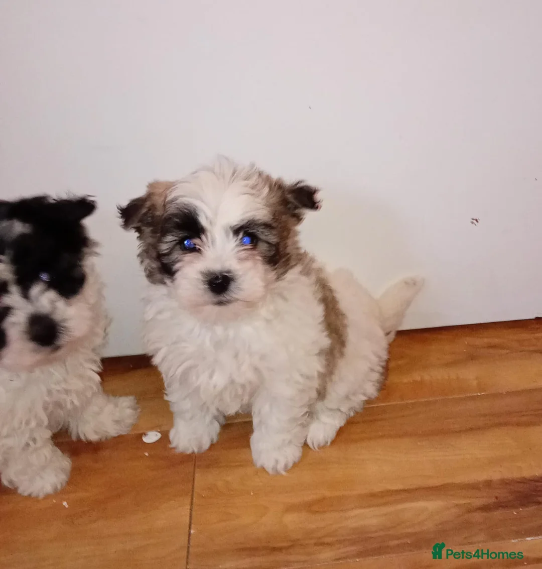 Maltipoo dogs for sale: Maltipoo puppies  - Advert 7