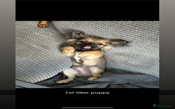 Mixed Breed dogs for sale: Three Pomeranian Chihuahua  - Image 9