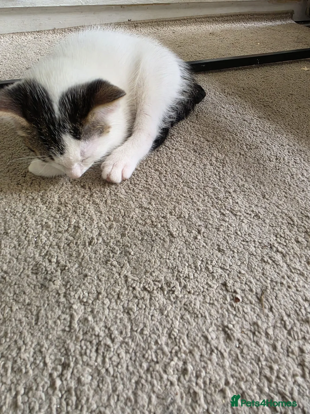 Mixed Breed cats for sale: Kittens for sale  in Gosport - Advert 2