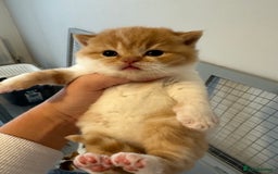 British Shorthair cats for sale: Chunky Red and White British Shorthair TICA - Image 7