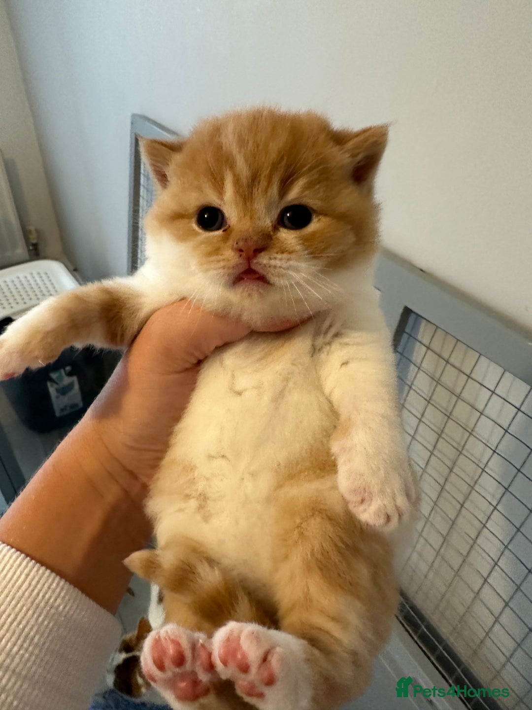 British Shorthair cats for sale: Chunky Red and White British Shorthair TICA - Image 7