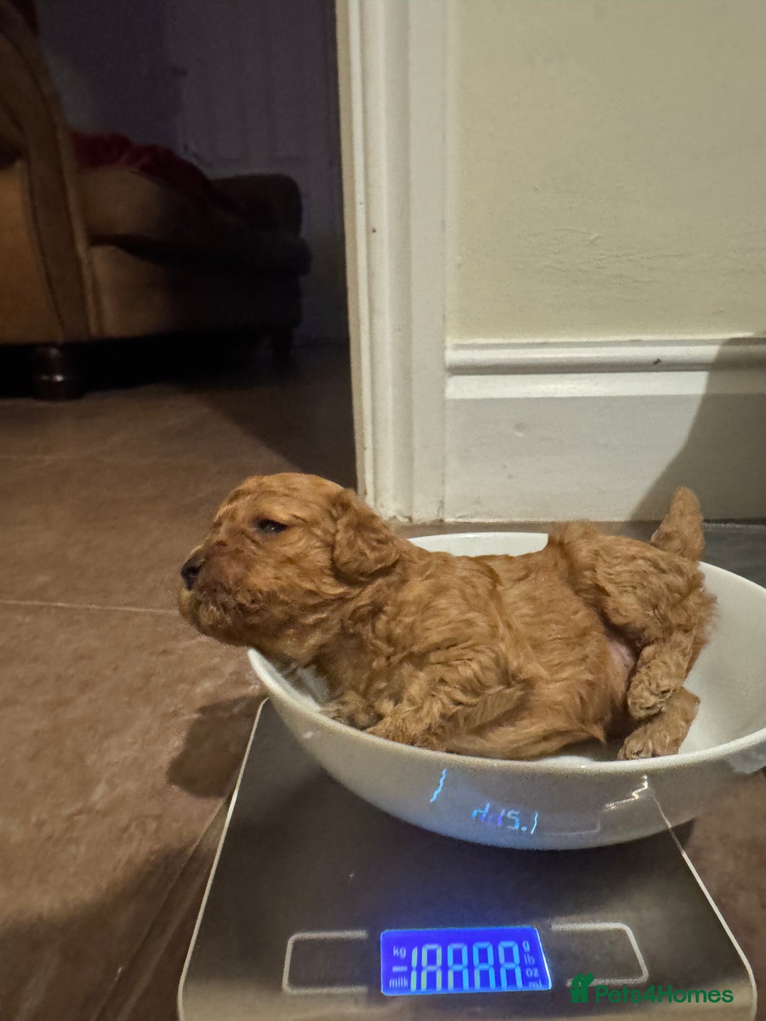 Cavapoo dogs for sale: Toy Cavapoo F1B - 4 girls & 3 boys - Advert 11