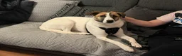 Mixed Breed dogs for adoption: ❤️ZAYKA❤️- GENTLE 14 MONTHS GIRL STILL WAITING - Advert 7