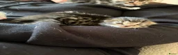 Domestic Shorthair cats for sale: A Stunning Litter Of Six Newborn Kittens  - Advert 7