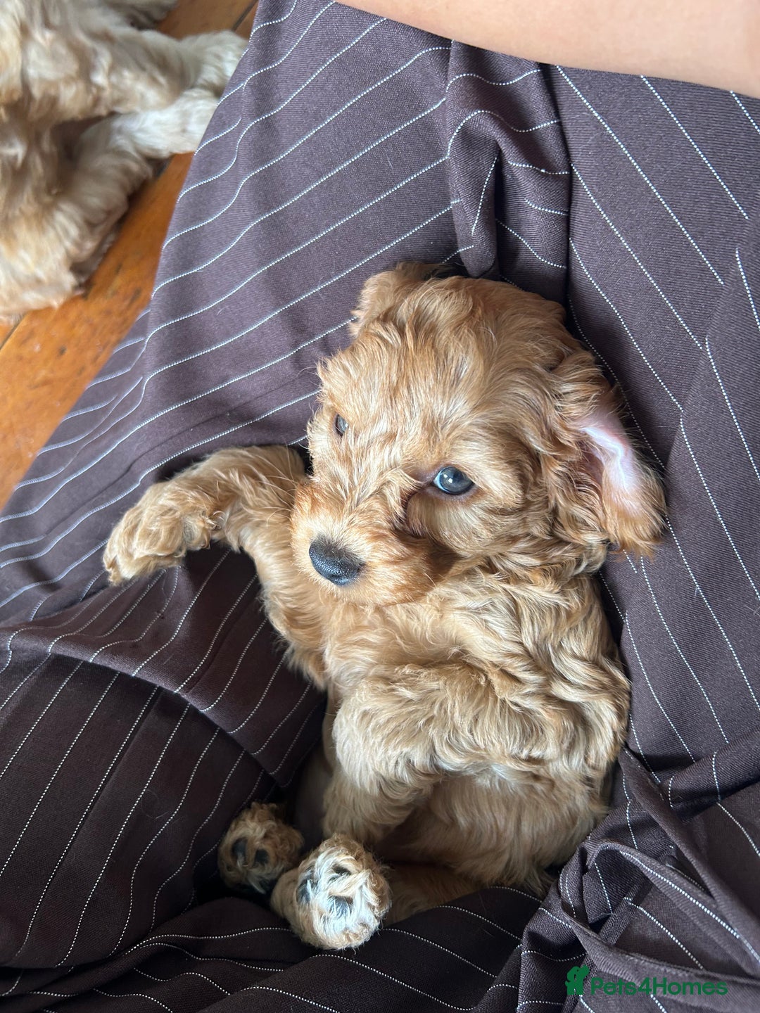 Cockapoo dogs for sale: Adorable Cockapoo Puppies  - Image 16
