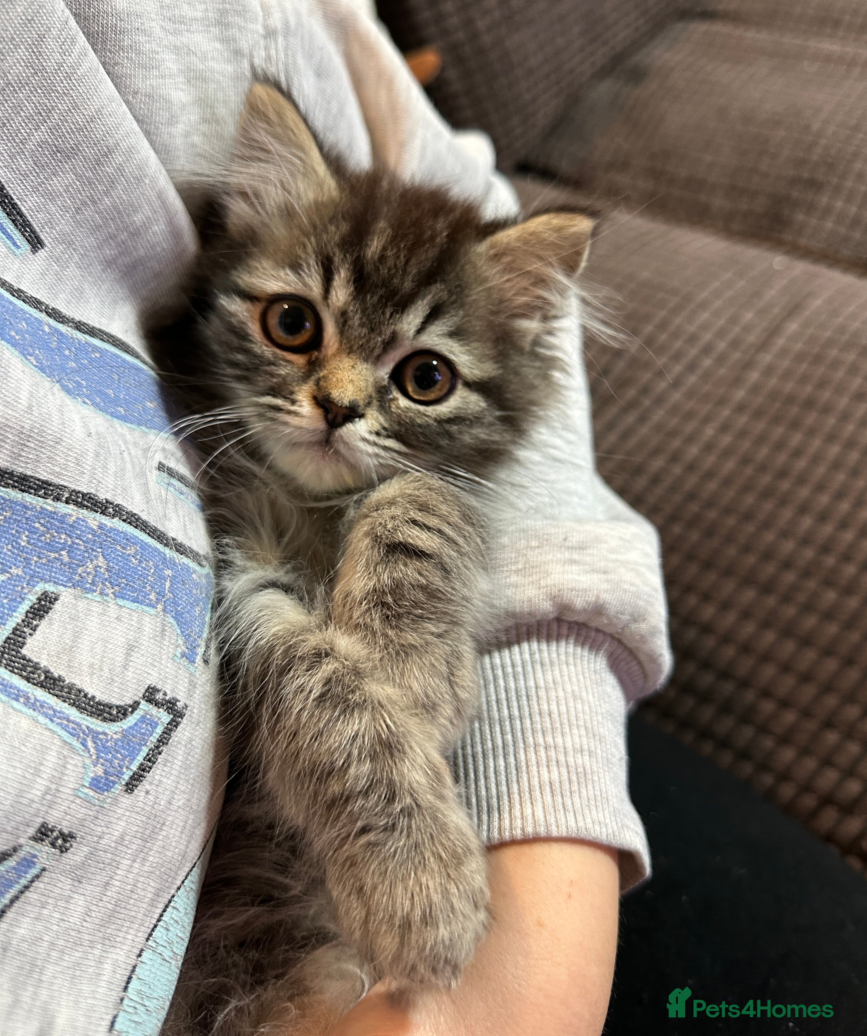 Siberian cats 🩵 adorable male Siberian x Persian kitten 🩵 - Advert 1