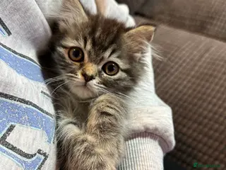 Siberian cats 🩵 adorable male Siberian x Persian kitten 🩵 - Advert 1