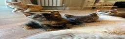 British Shorthair cats for sale: Five adorable British shorthair kittens in Skipton - Advert 19
