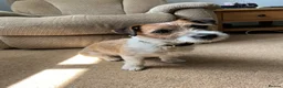 Jack Russell dogs for stud: Jack Russel for stud only  - Advert 2