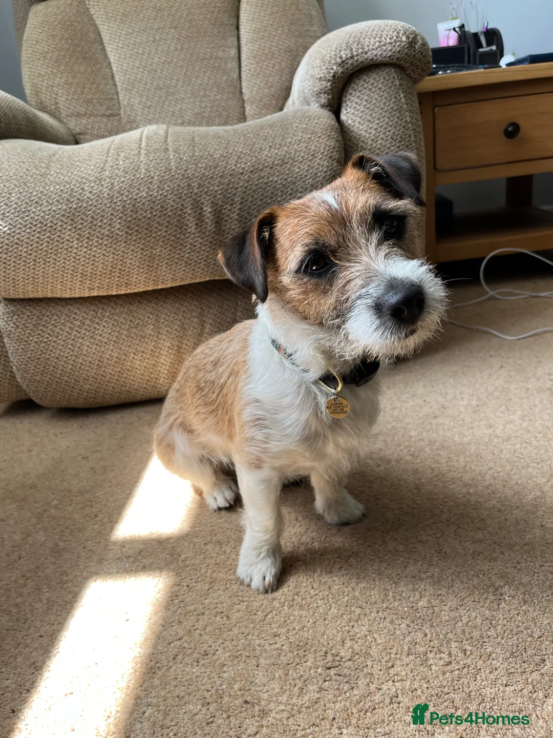 Jack Russell dogs for stud: Jack Russel for stud only  - Advert 2