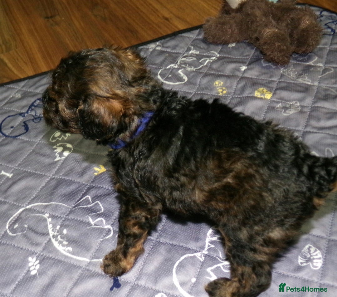 Toy Poodle dogs for sale: KC registered sable toy poodles  - Advert 4