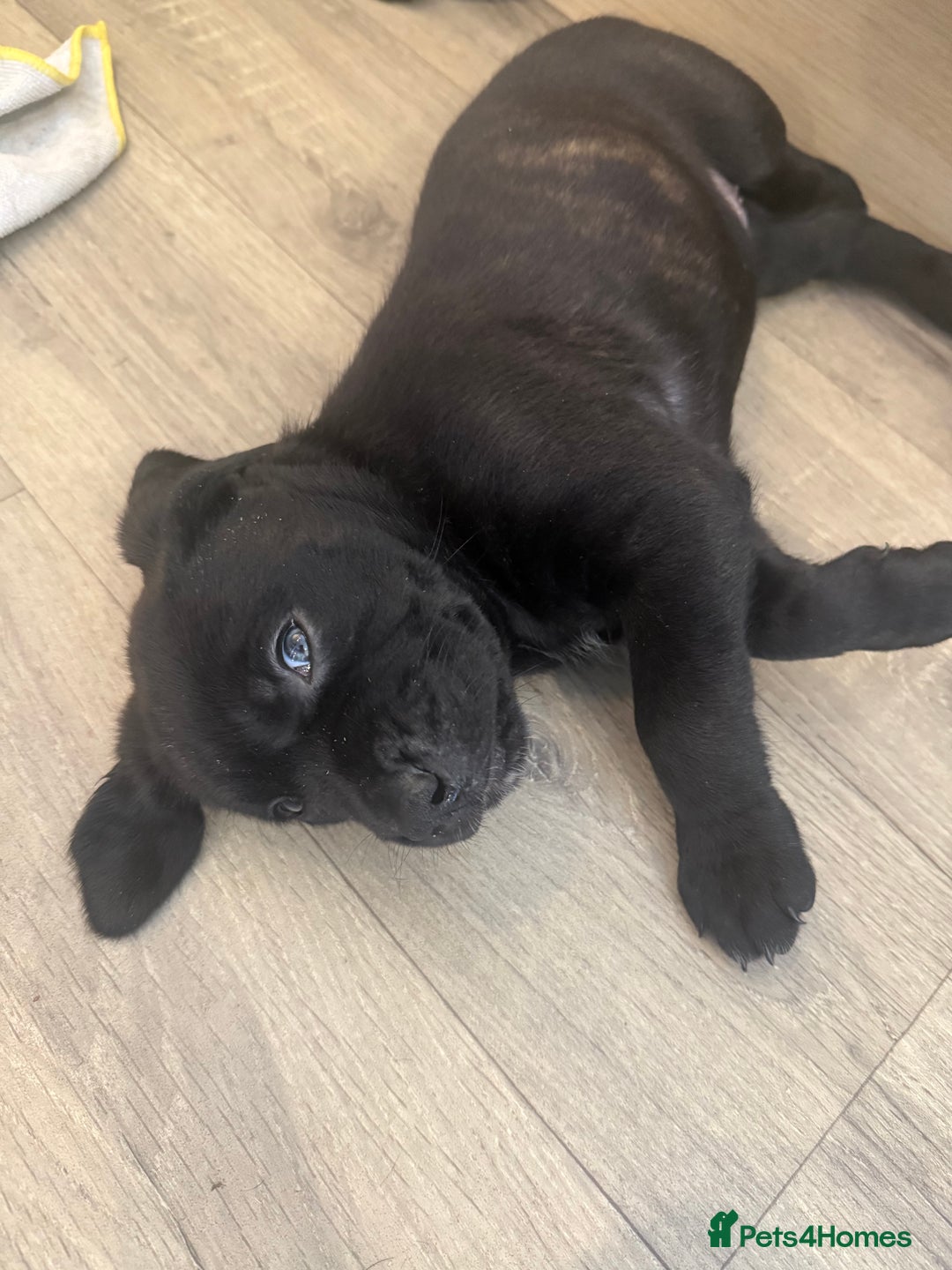 Cane Corso dogs for sale: Cane Corso pups - Image 6