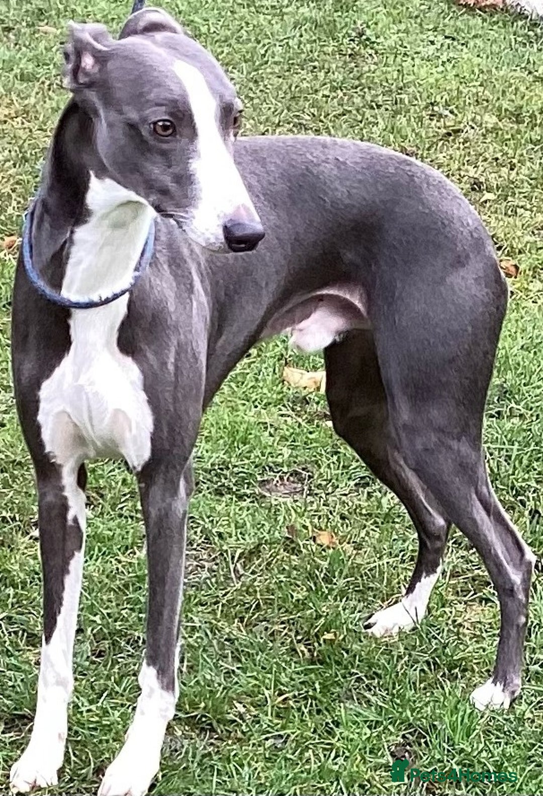 Whippet dogs for stud: KC Whippet at Stud Heart and Eye tested Clear. in Buckingham - Image 4