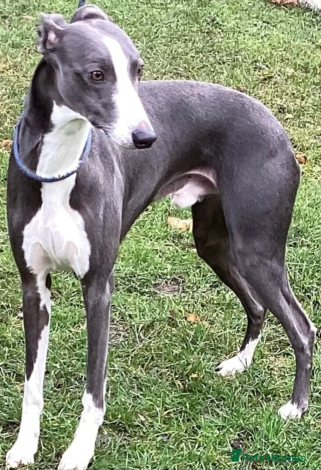 Whippet dogs for stud: KC Whippet at Stud Heart and Eye tested Clear. in Buckingham - Advert 4