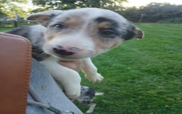 Border Collie dogs for sale: Beautiful merle and tri coloured collies  - Image 10