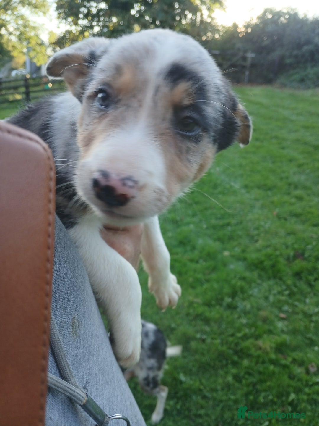 Border Collie dogs for sale: Beautiful merle and tri coloured collies  - Image 10